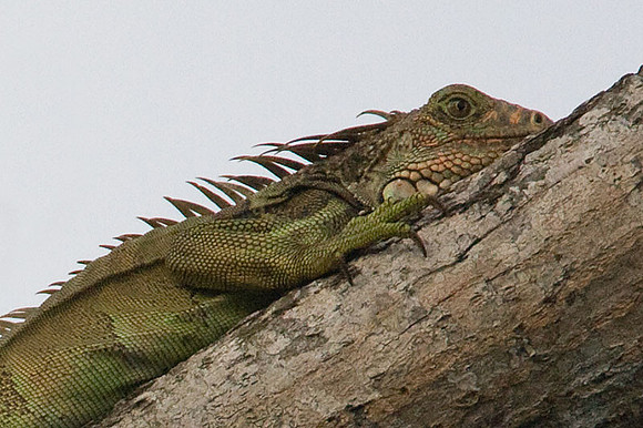 Iguana