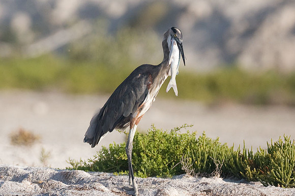 Great Blue Heron (Ardea herodias)