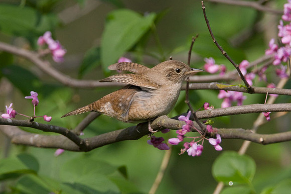 House Wren (Troglodytes aedon)