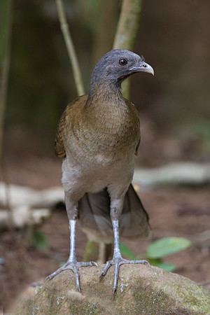 Grey-headed Chachalaca (Ortalis cinereiceps)