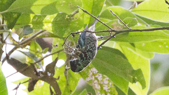 Beryl-spangled Tanager (Tangara nigroviridis)
