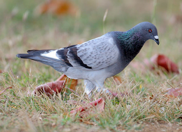 Rock Pigeon (Columba livia) also known as Rock Dove