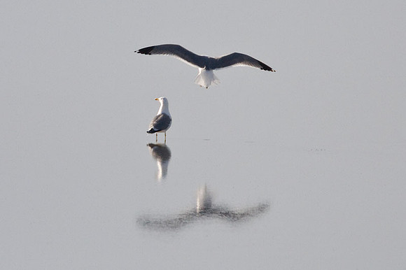 California Gull (Larus californicus)