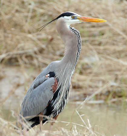 Great Blue Heron (Ardea herodias)