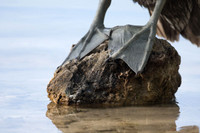 Brown Pelican (Pelecanus occidentalis) feet