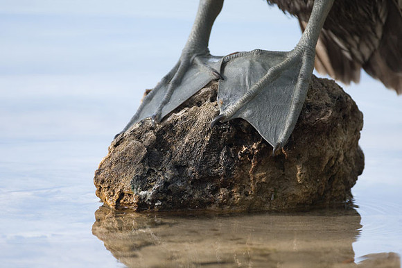 Brown Pelican (Pelecanus occidentalis) feet