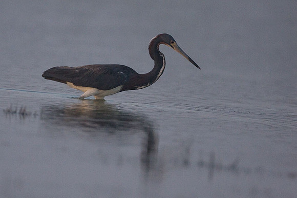 Tricolored Heron (Egretta tricolor)