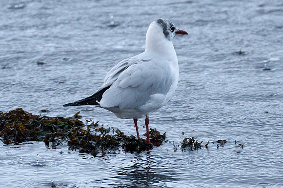 Black-headed Gull (Chroicocephalus ridibundus)