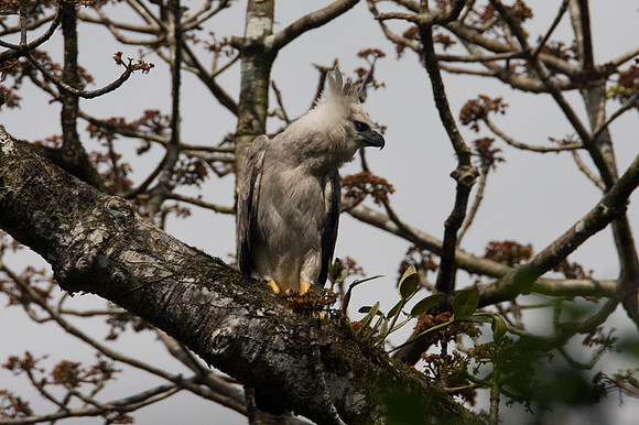 Harpy Eagle (Harpia harpyja) juvenile