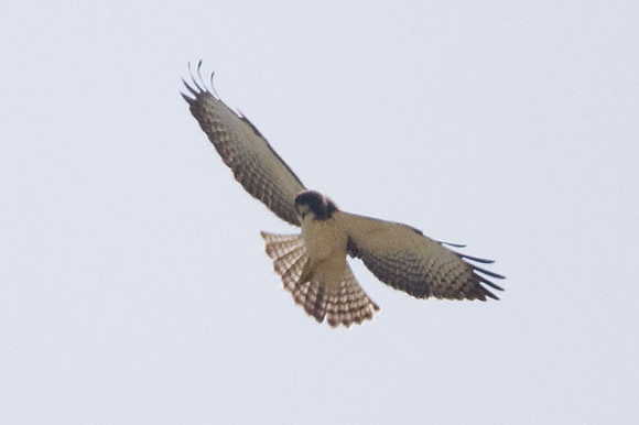 Short-tailed Hawk (Buteo brachyurus)