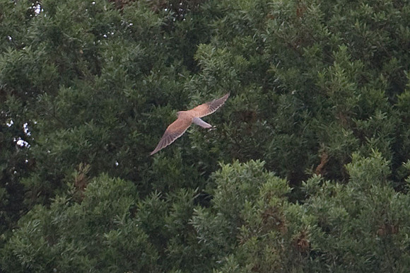 Common Kestrel (Falco tinnunculus)