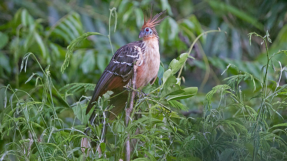 Hoatzin (Opisthocomus hoazin)