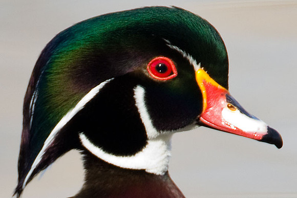 Wood Duck or Carolina Duck (Aix sponsa) male
