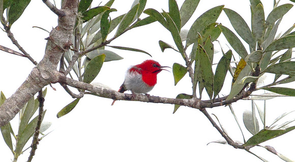 Temminck's Sunbird (Aethopyga temminckii) male