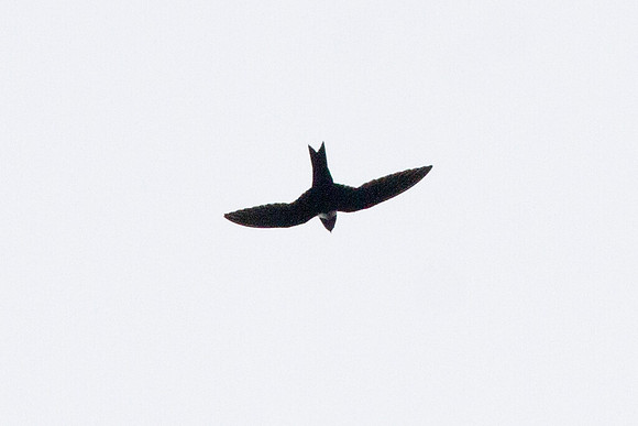 White-collared Swift (Streptoprocne zonaris)