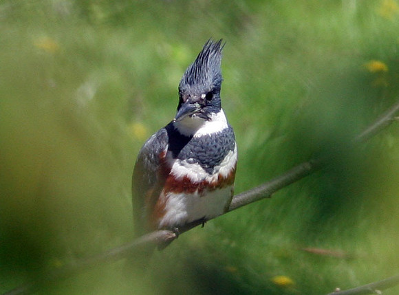 Belted Kingfisher (Megaceryle alcyon) female