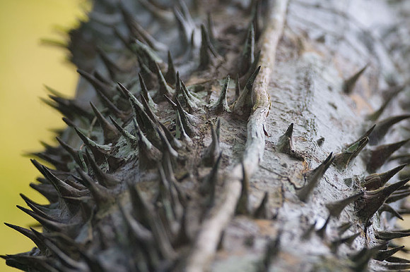 Ceiba Tree