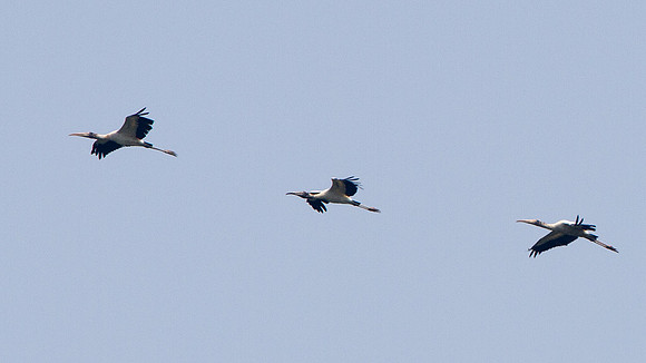 Wood Stork (Mycteria americana)