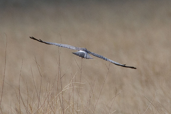 Hen Harrier (Circus cyaneus) also known as Northern Harrier