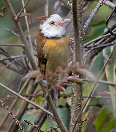 White-headed babbler  (Turdoides leucocephala)
