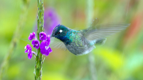 Violet-headed Hummingbird (Klais guimeti)