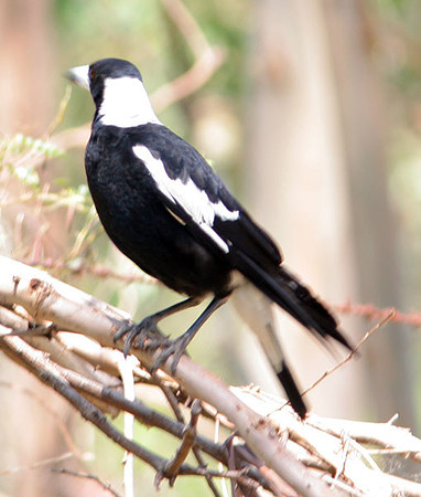 Australian Magpie (Cracticus tibicen)