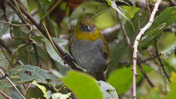 Yellow-throated Bush-tanager (Chlorospingus flavigularis)