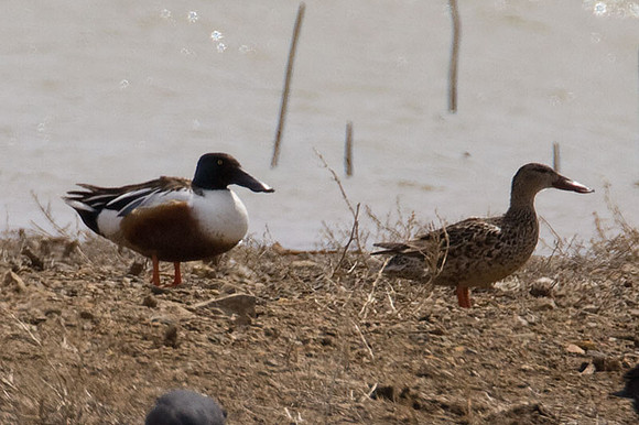 Northern Shoveler (Anas clypeata)