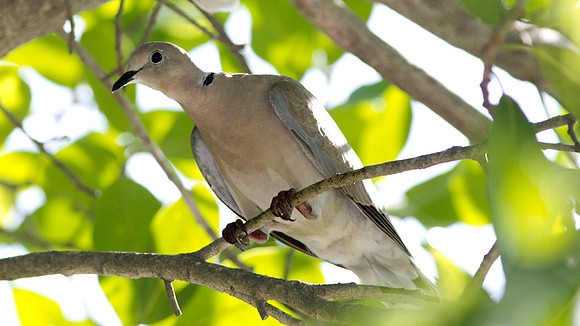 Eurasian Collared Dove (Streptopelia decaocto)