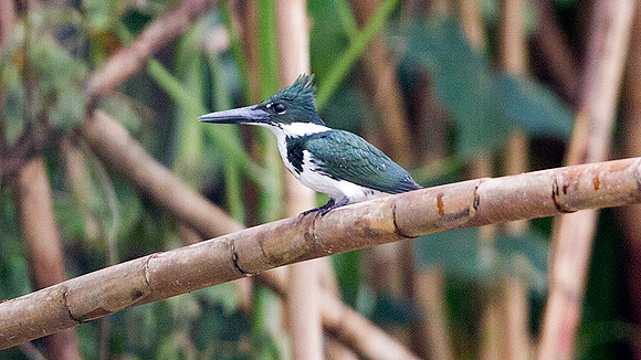Amazon Kingfisher (Chloroceryle amazona)