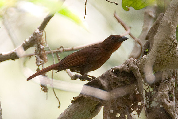 Red-throated Ant-tanager (Habia fuscicauda) male