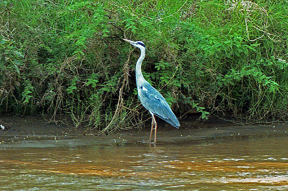 Grey Heron (Ardea cinerea)