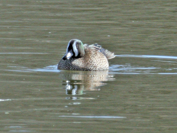 Blue-winged Teal (Anas discors) male