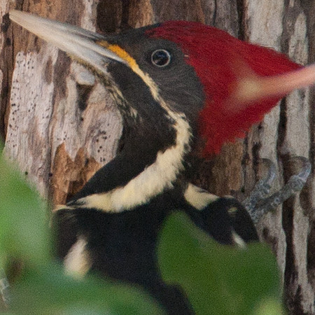 Lineated Woodpecker (Dryocopus lineatus) female