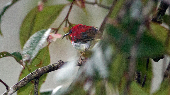 Temminck's Sunbird (Aethopyga temminckii) male