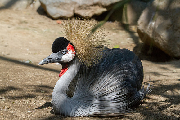Grey crowned crane (Balearica regulorum)