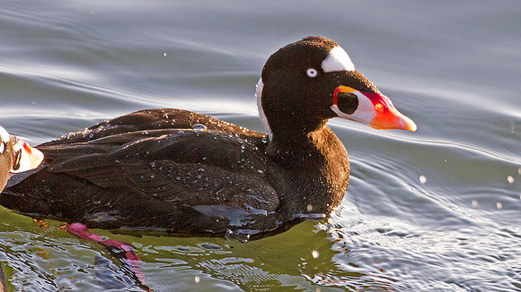 Surf Scoter (Melanitta perspicillata)