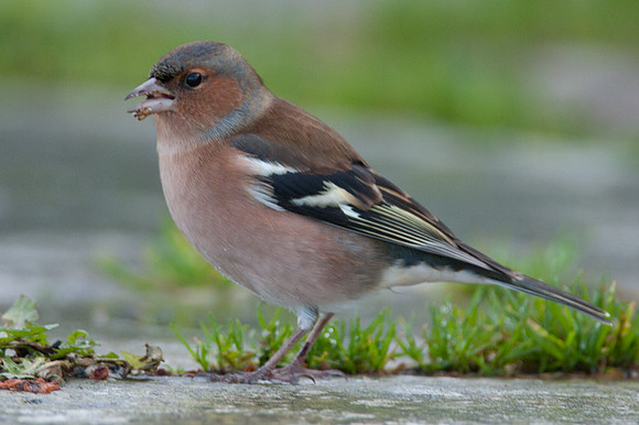 Chaffinch (Fringilla coelebs) male