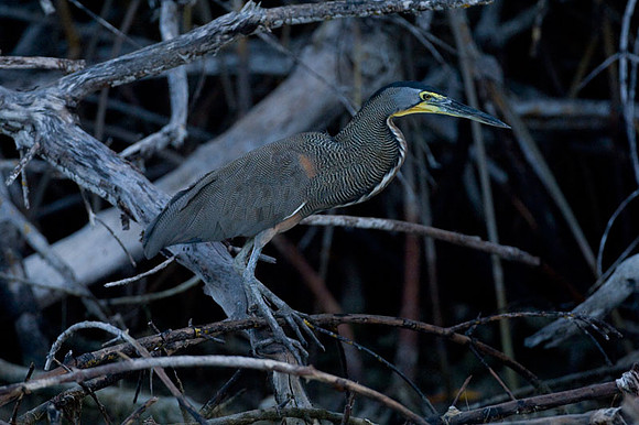 Bare-throated Tiger Heron (Tigrisoma mexicanum)