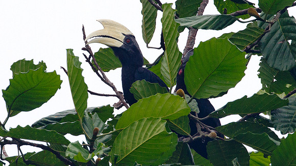 Asian Black Hornbill 9Anthracoceros malayanus) male, female