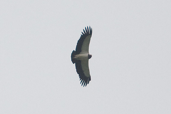 King Vulture (Sarcoramphus papa)