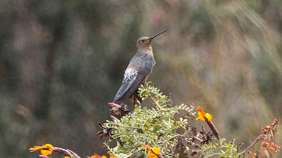 Giant Hummingbird (Patagona gigas)