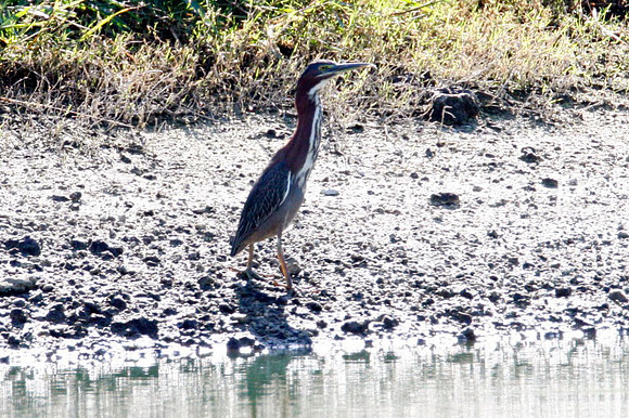 Green Heron (Butorides virescens)
