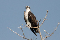 Osprey (Pandion haliaetus)
