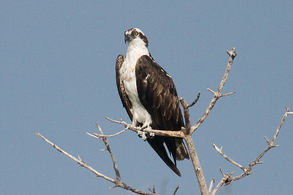 Osprey (Pandion haliaetus)